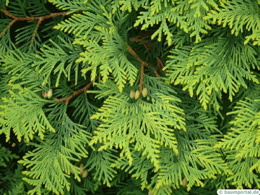 Cedarwood Bath Salts image 1